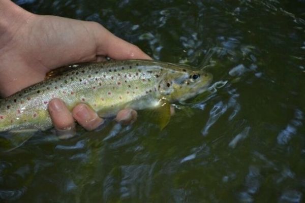 Bachforelle der Symbolfisch der europäischen Flüsse