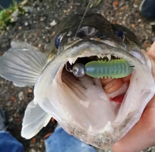 Montage d'un leurre souple