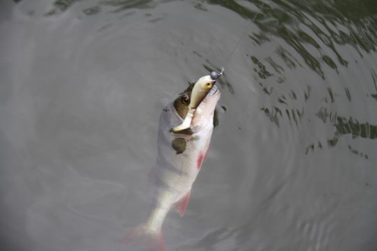 Choisir la couleur de son leurre de pêche