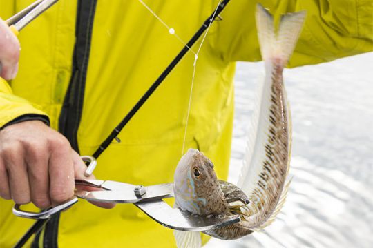 Une pince permet de se saisir de la vive