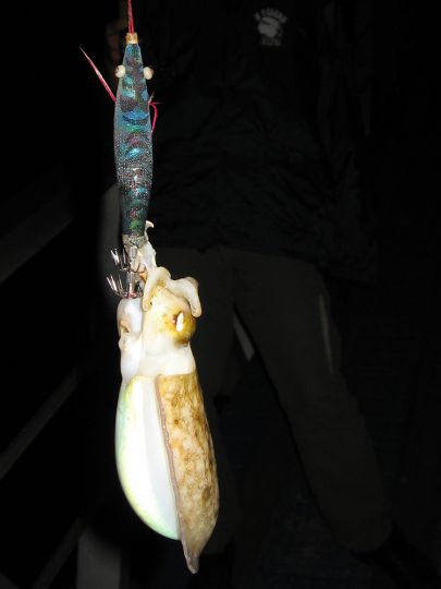 Une seiche prise du bord