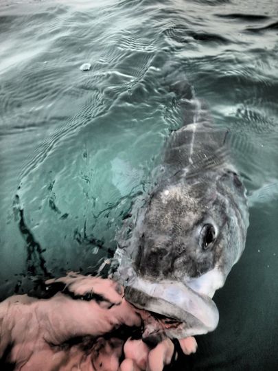 Pêche à gratter