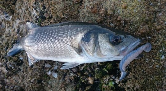 Pêche à gratter