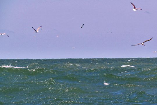 Une chasse de bar au-dessus d'un plateau.