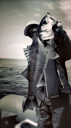 Peche en traction 