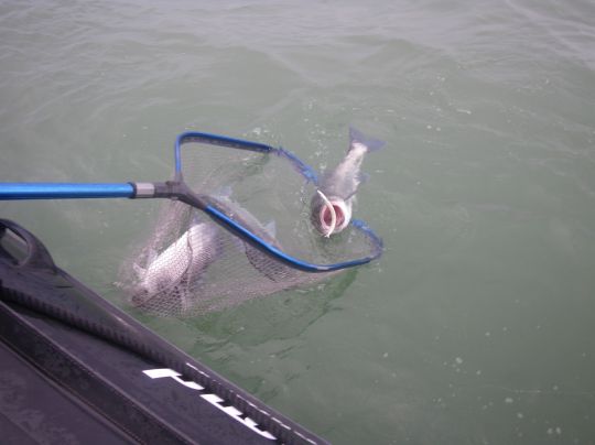Peche en traction 