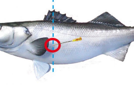 No kill avec un bar pêché profond