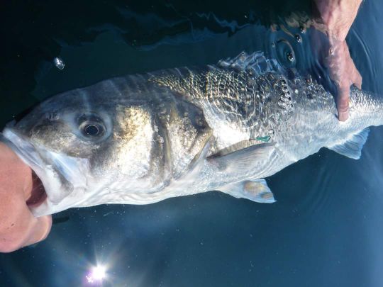 No kill avec un bar pêché profond