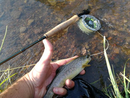 peche-truite-mouche