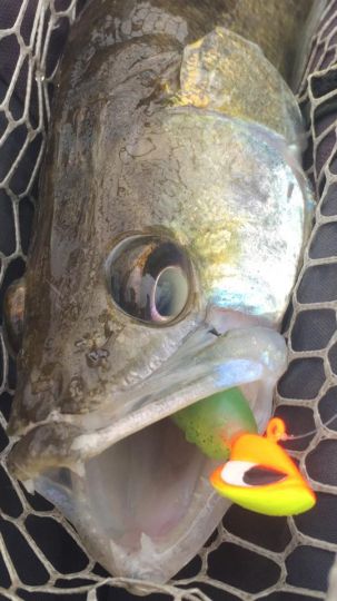 Sandre pris en pêchant à gratter