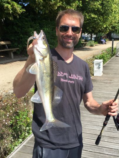 Sandre pêché en plein soleil avec un leurre finesse