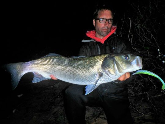 De nuit, un linéaire lent proche du fond est très efficace