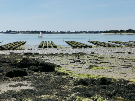 Les vasières sont des spots particulièrement riches en nourriture