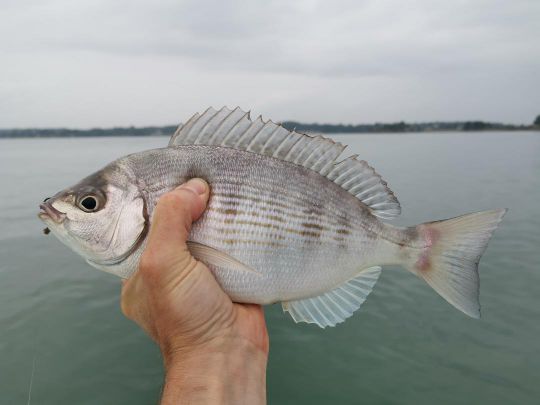 Dorade grise prise au vers