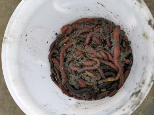 Au bon endroit, vous récolterez une cinquantaine de vers en 30 minutes