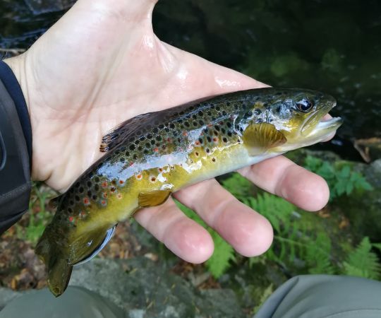 Pêche de jolies farios en torrent de montagne