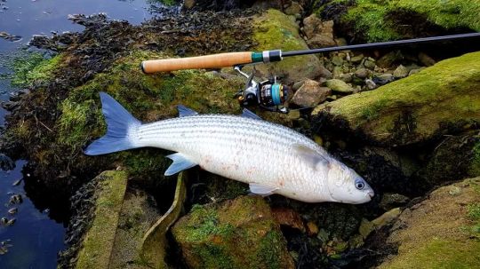 Joli mulet capturé en Rockfishing