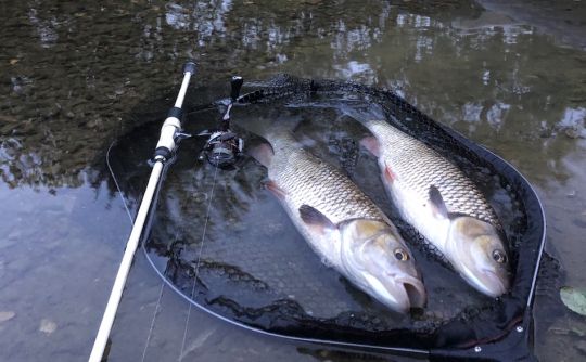 Les doublés ne sont pas rares lorsque les poissons sont actifs au coup du soir !