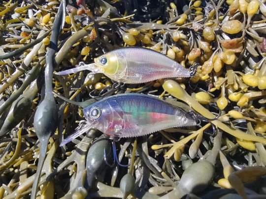 Les cranckbaits ont une forme trapue et la taille et l'inclinaison de leur bavette déterminent leur profondeur de nage.
