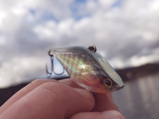Les lipless peu utilisés en mer sont pourtant très efficaces sur le bar.