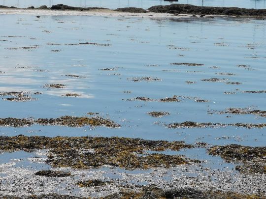 Dans des zones peu profondes et chargées en goémons, le buzzing est idéal pour prospecter.