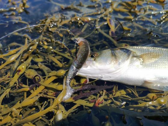Adaptez la taille de votre shad à celle des proies chassées.