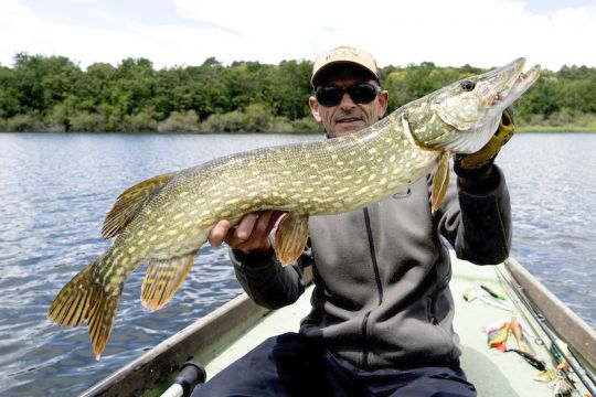 Joli poisson piqué à un moment de la journée où ils ne réagissaient que sur des Jerkbait Minnows.