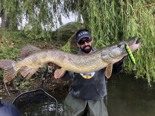 Gros brochet pris sur un plan d'eau public très fréquenté sur le Chatterbeast 145 Illex.