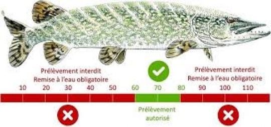 La fenêtre de capture du brochet en schéma