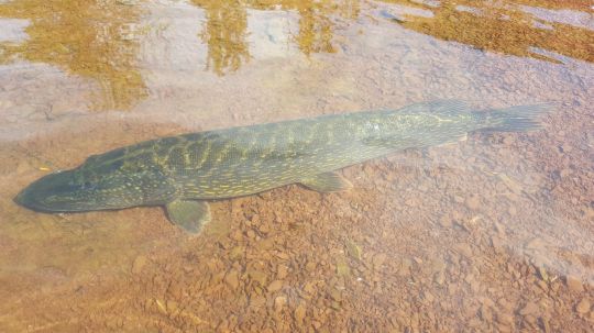Un des objectifs de cette mesure : permettre aux pêcheurs de croiser plus souvent des poissons trophées