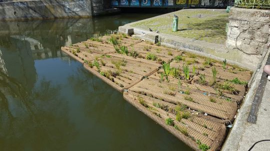 Radeaux végétalisés mis en place sur le canal Saint Martin.