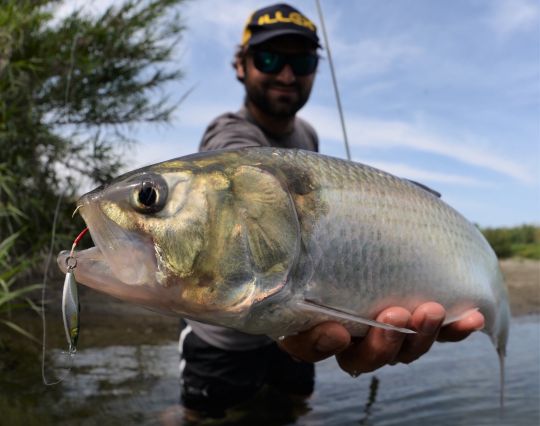 Alose feinte prise sur un petit casting jig.