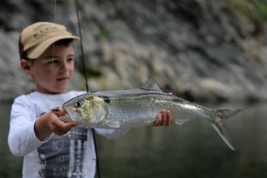 Alose feinte leurrée au poisson nageur.
