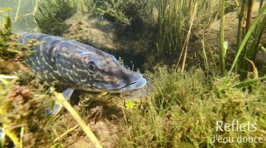 Brochet. © Anne-Cécile Monnier