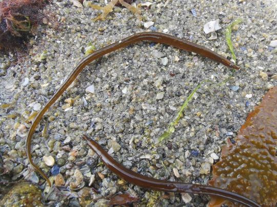 Les syngnathes sont souvent en groupe de plusieurs individus.