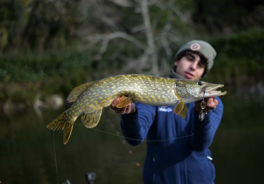 Brochet corse arborant une très belle robe.