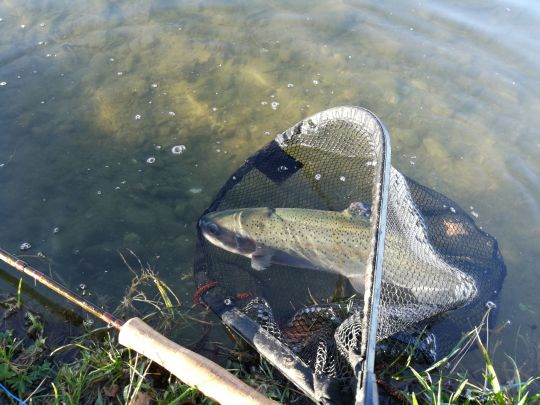 La pêche de la truite en réservoir mouche