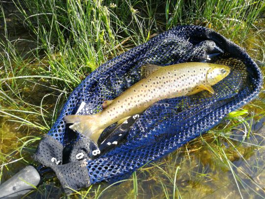 Partir pêcher à l'étranger lorsque la pêche est fermée chez nous