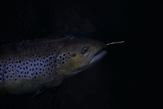 La cuillère ondulante séduit les poissons méfiants qui sont souvent les plus gros...
