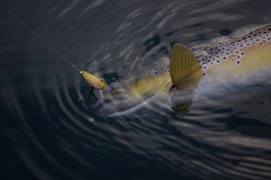 En linéaire il sera important d'adopter la bonne vitesse de récupération pour que votre cuillère reste pêchante.
