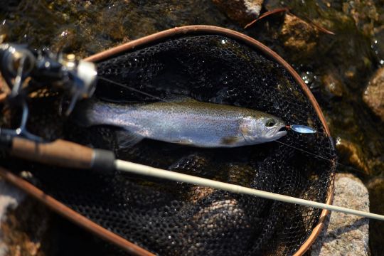 Une canne d'action de pointe progressive sera idéale pour la pêche à l'ondulante.