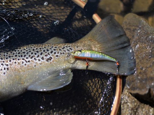 Un exemple de minnow coulant : le Tricoroll Ryushin 70 SHW Illex.