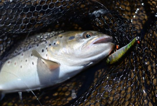 Superbe truite sauvage prise sur un minnow coulant.