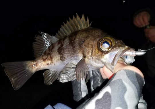 Mebaru © www.light.rockfishing.co.uk