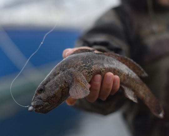 Gobie à grosse tête ou "Giant goby".