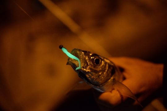 N'hésitez pas à utiliser des leurres phosphorescents (glow) la nuit ! (chinchard)