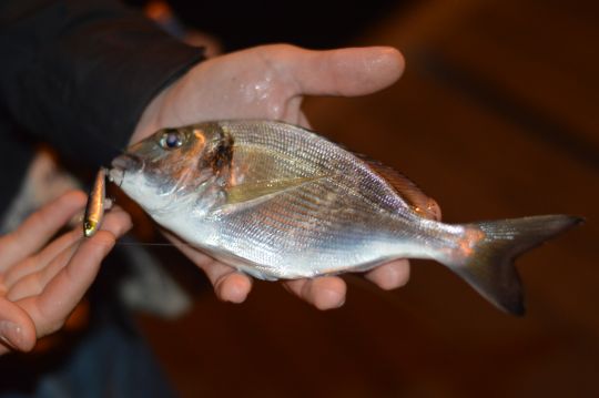 Un poisson nageur coulant animé en Darting aura séduit cette daurade rose.