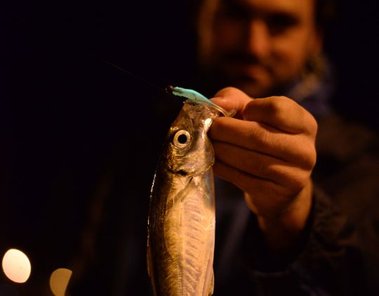 Chinchard séduit par un leurre souple phosphorescent.