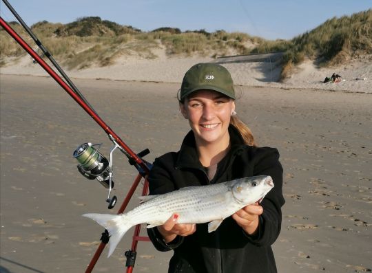 Mulet pris en surfcasting.