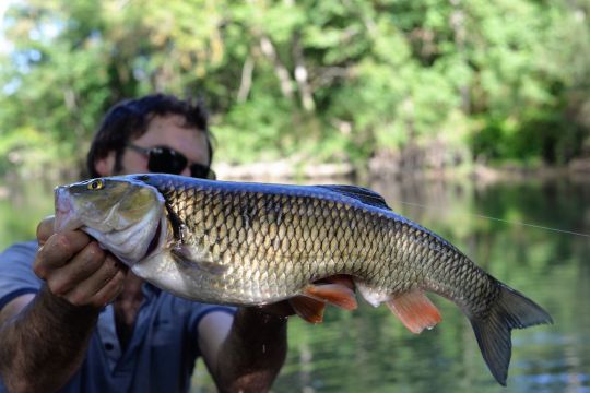 Le chevesne, un cyprinidé omnivore répondant très bien aux leurres.